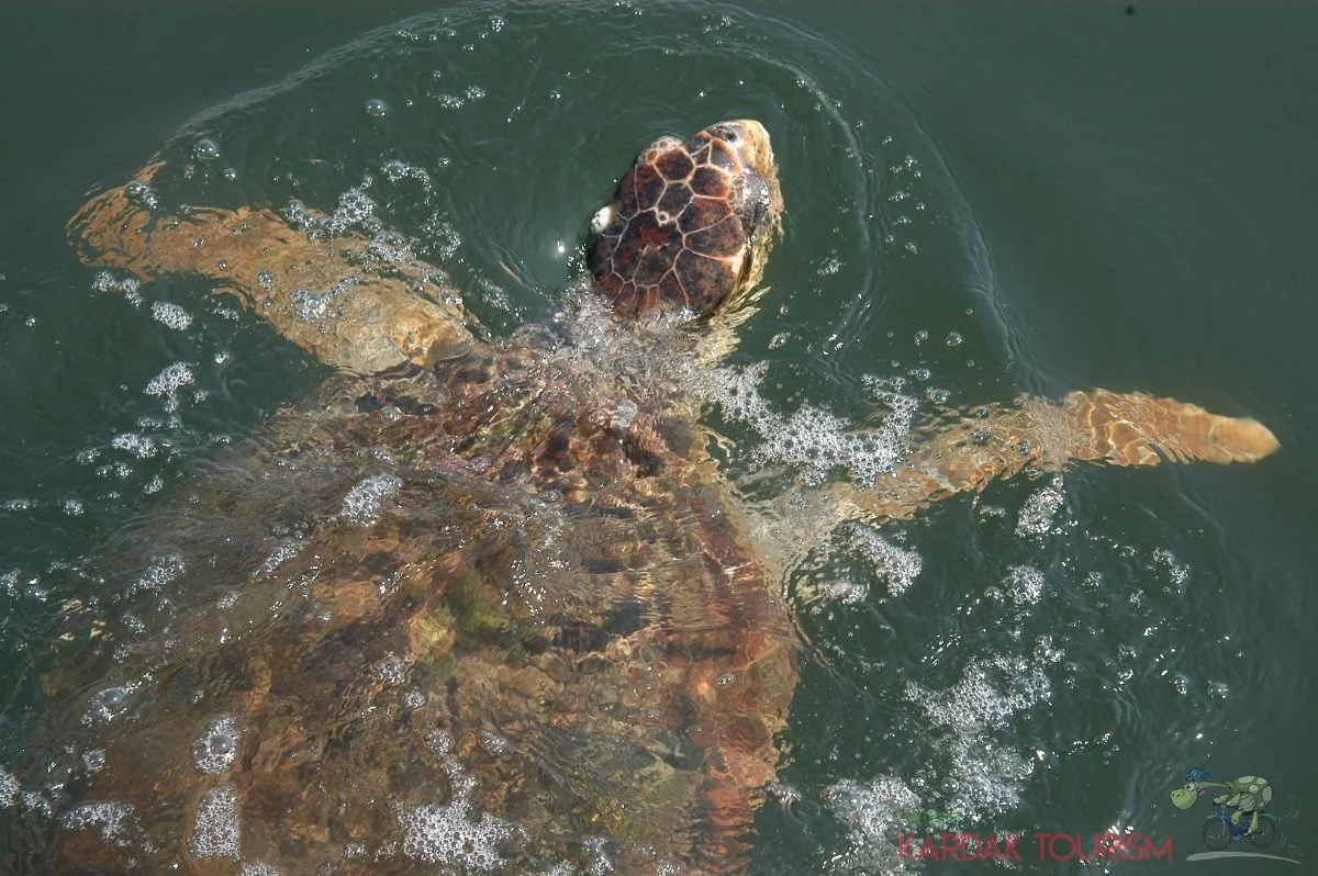 CARETA CARETTA DENİZ KAPLUMBAĞALARI